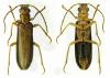 Nacerdes carniolica carniolica